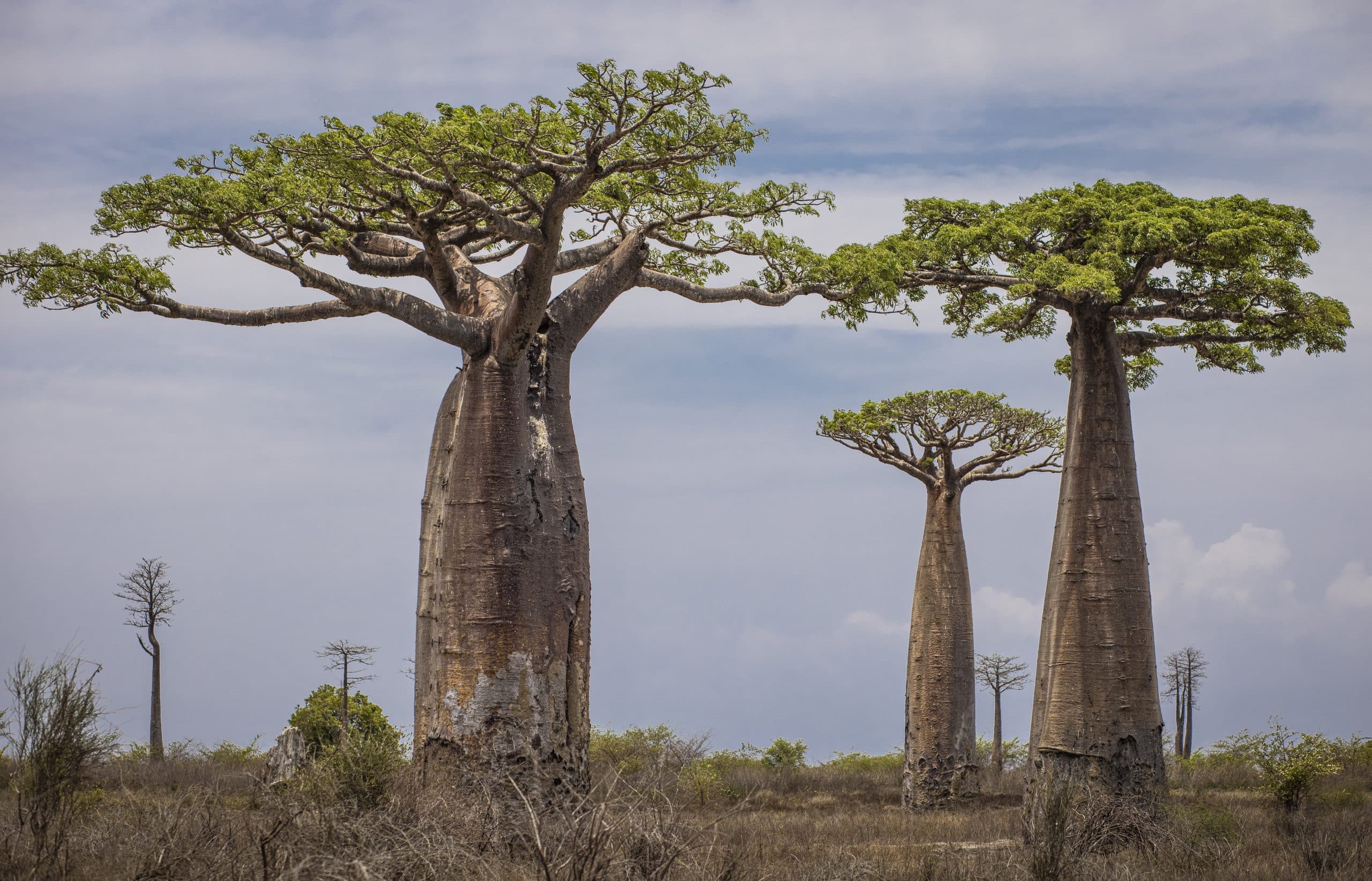 Baobab de Morondava