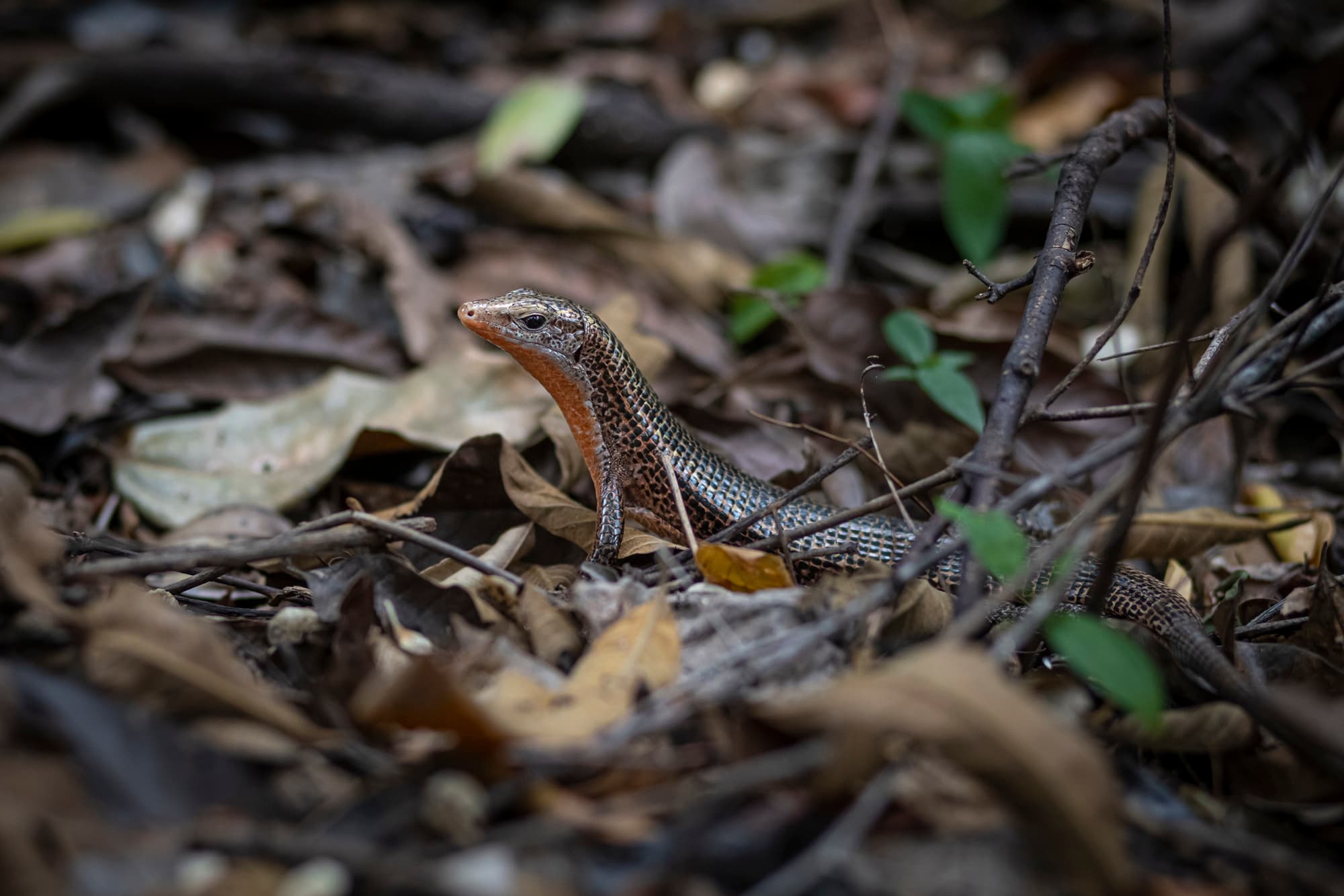 Caméléon de Ranomafana